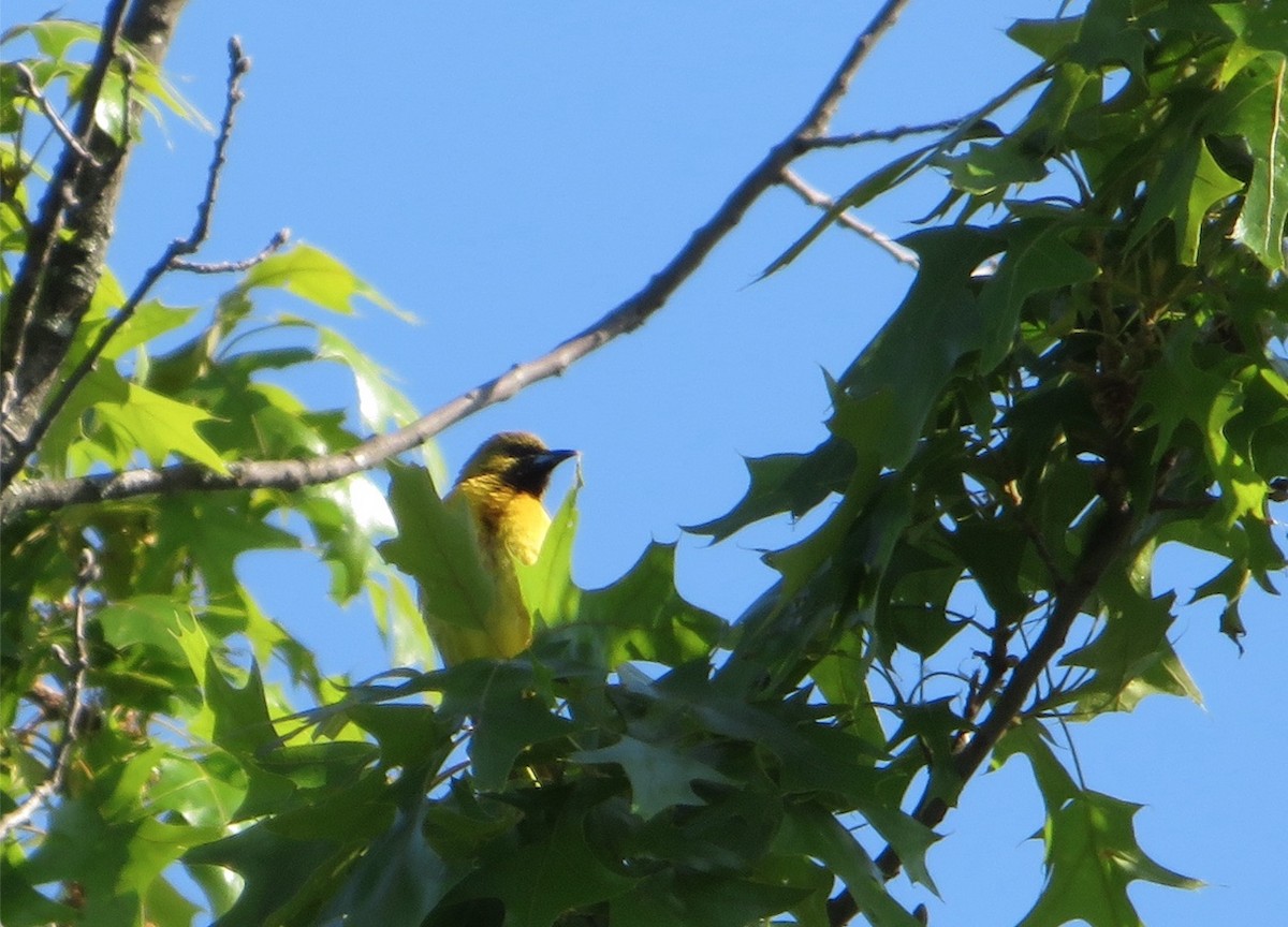 Orchard Oriole - ML577637591