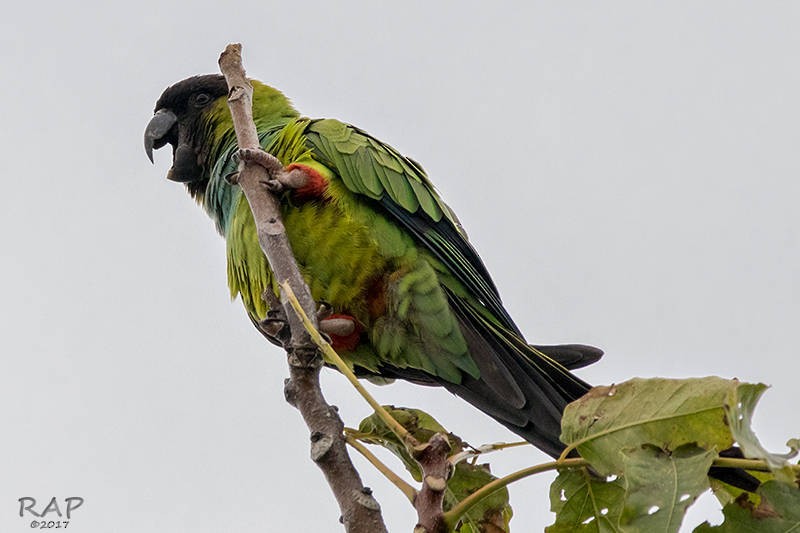 Nanday Parakeet - Ricardo A.  Palonsky