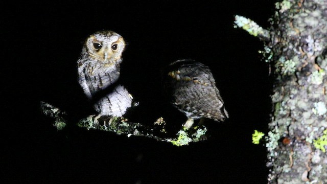 Flammulated Owl - ML577638341