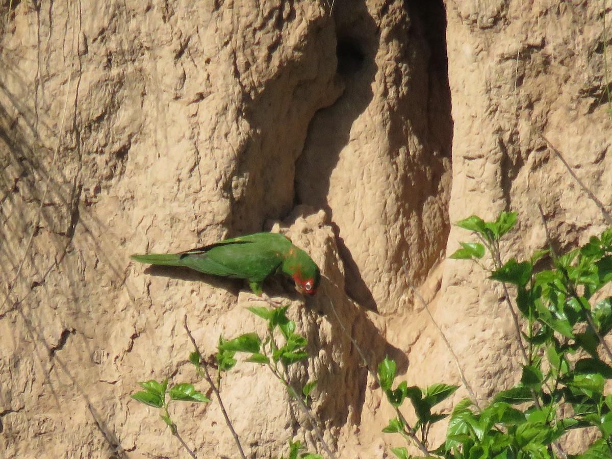 Conure mitrée - ML577638681