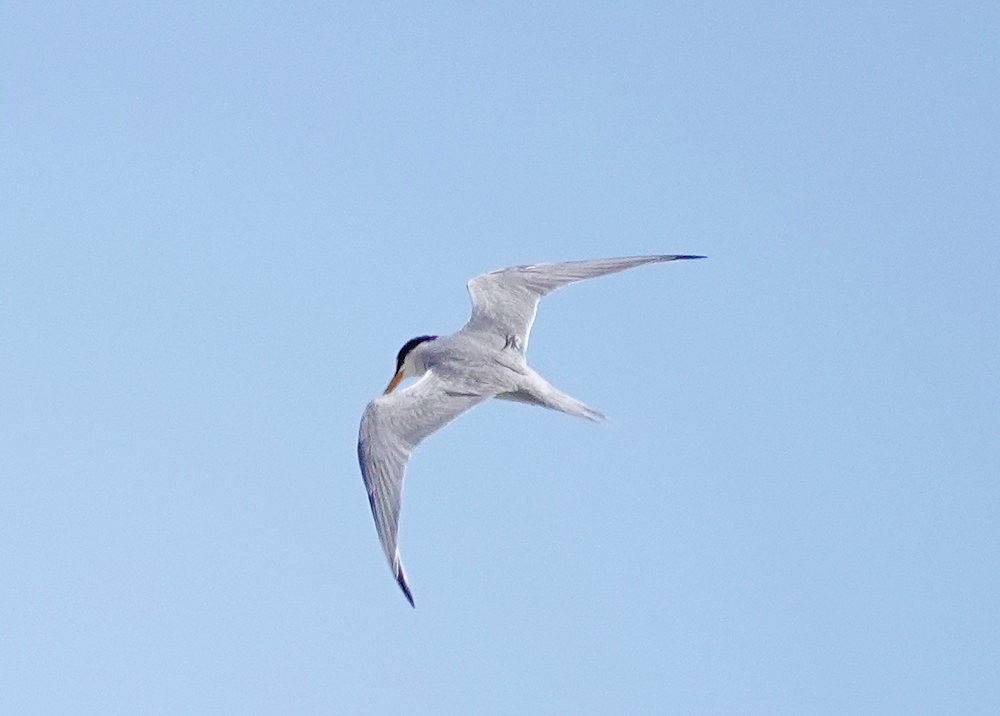 Least Tern - ML577638891