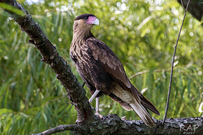 Crested Caracara (Southern) - ML57763971