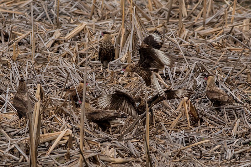 Crested Caracara (Southern) - ML57763981