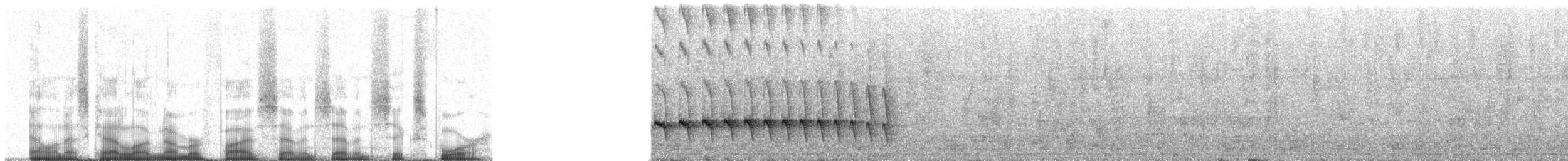 Dusky Antbird (tyrannina/crepera) - ML57764