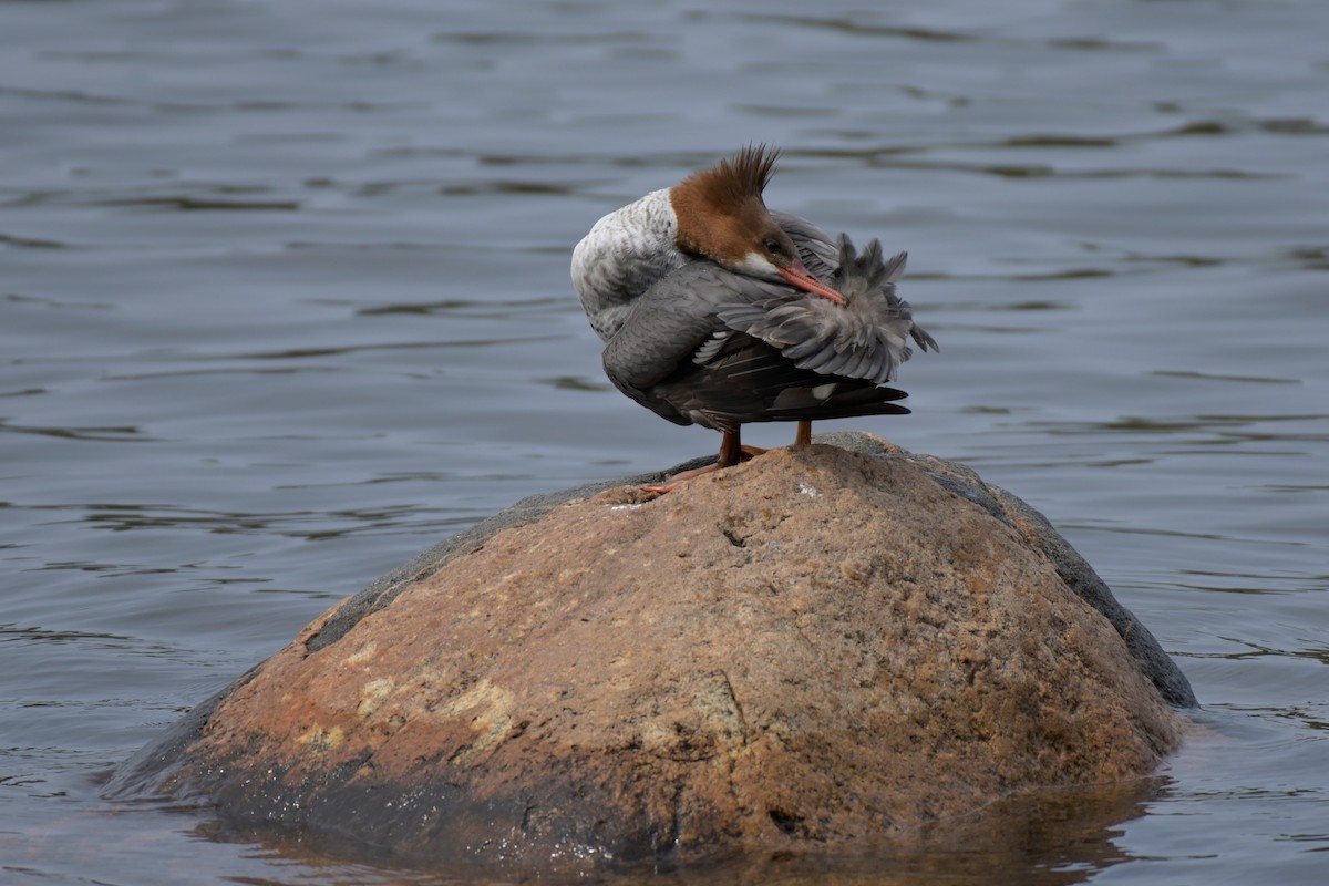 Common Merganser - Cameron Heusser