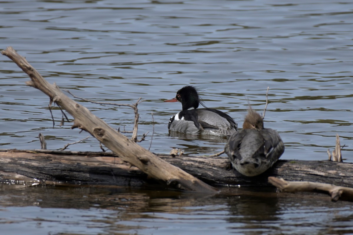 Red-breasted Merganser - ML577641681