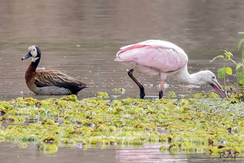 White-faced Whistling-Duck - Ricardo A.  Palonsky