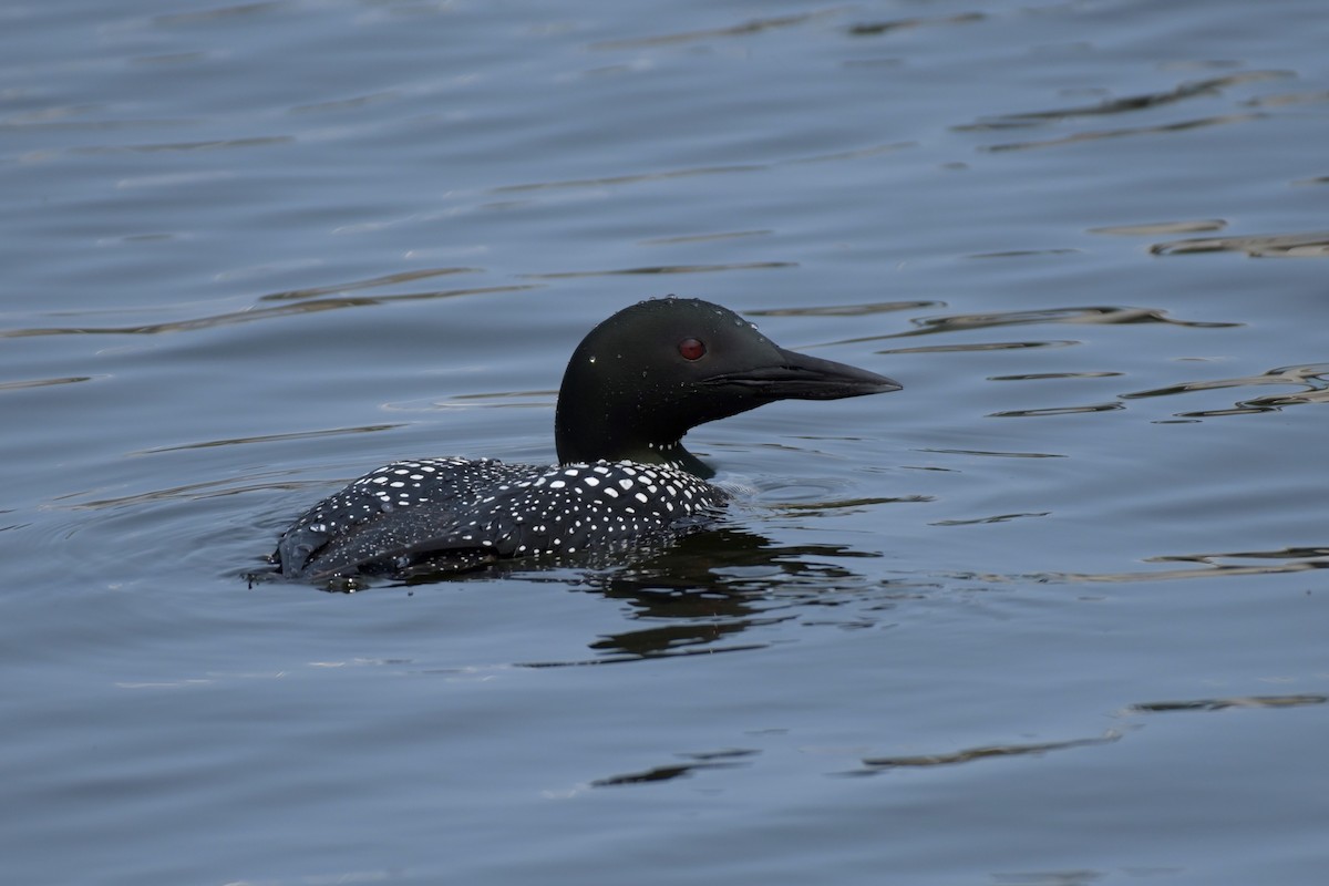 Common Loon - ML577641771