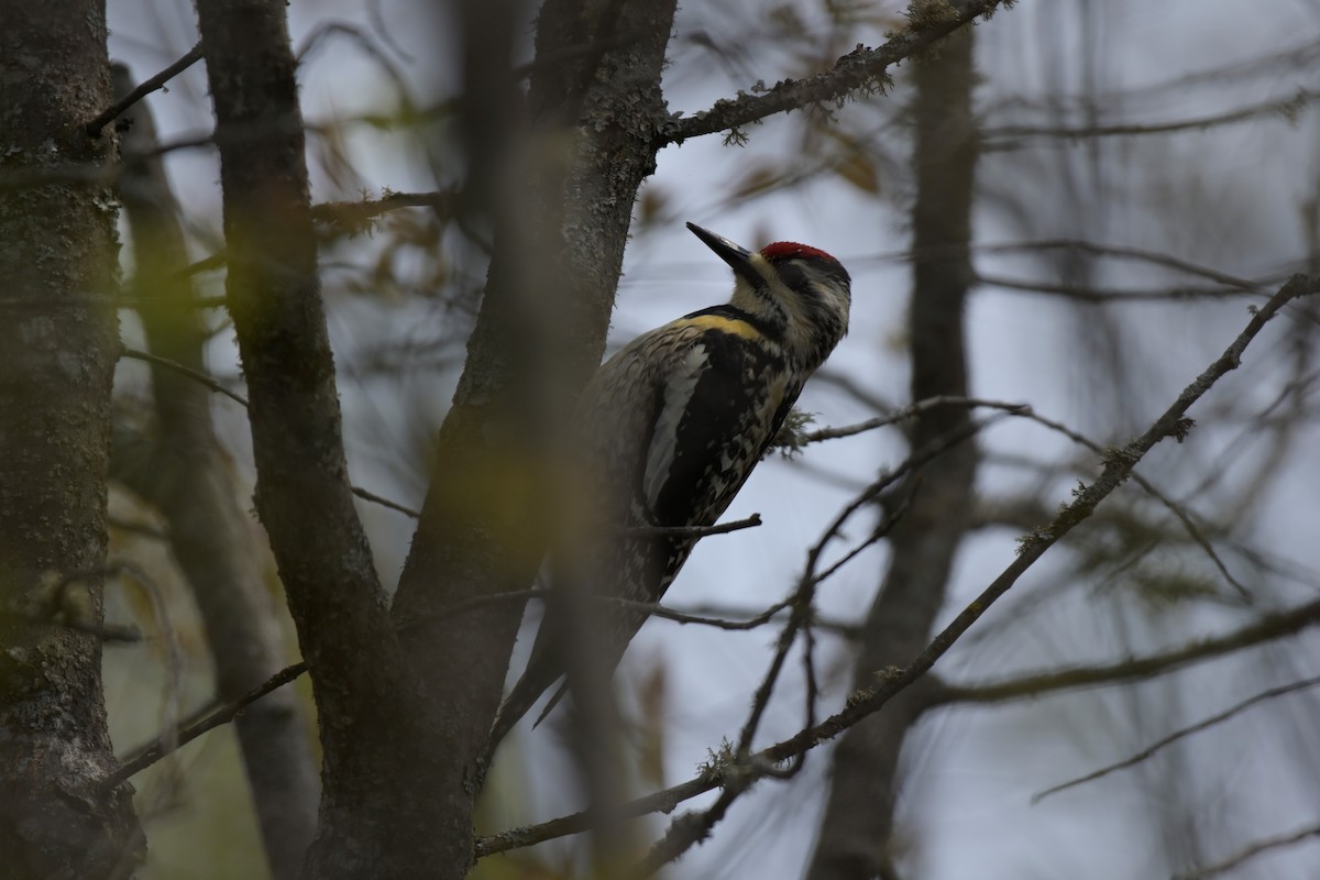 Yellow-bellied Sapsucker - ML577641891