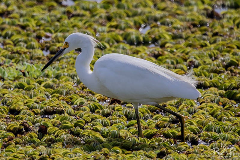 Snowy Egret - ML57764201