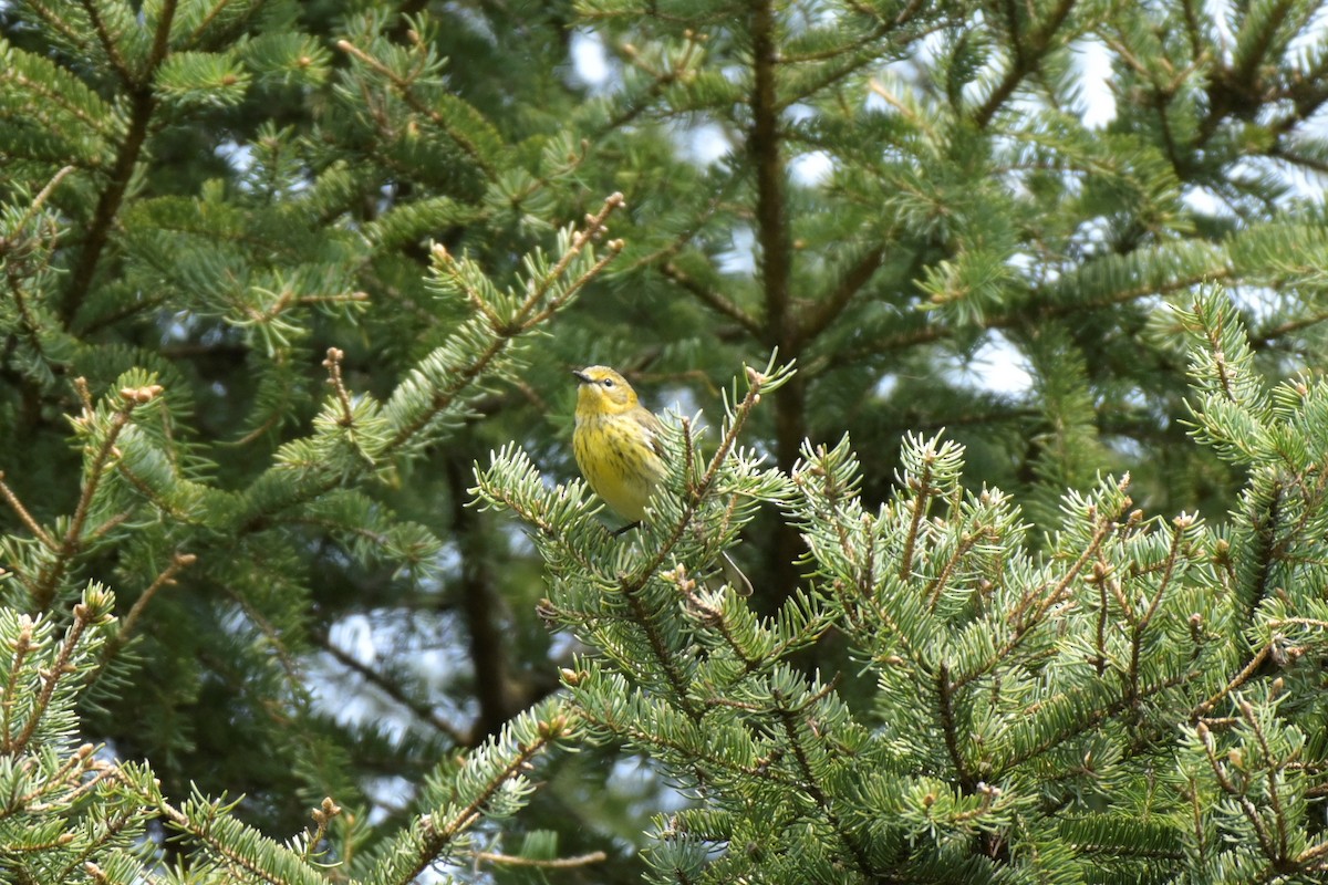 Cape May Warbler - ML577642051