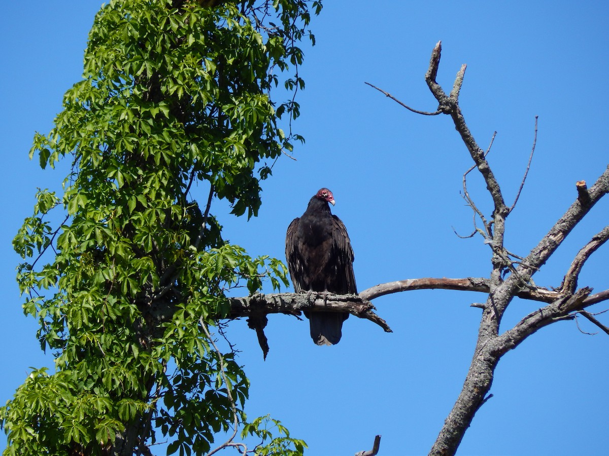 Turkey Vulture - ML577642311