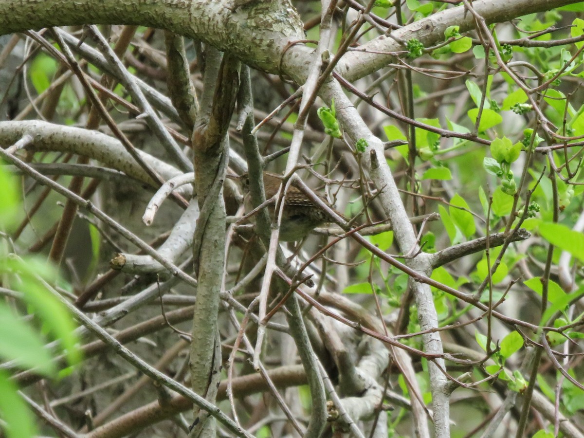 Carolina Wren - ML57764241