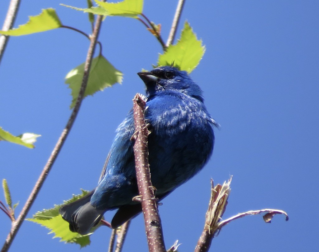 Indigo Bunting - Gael Hurley