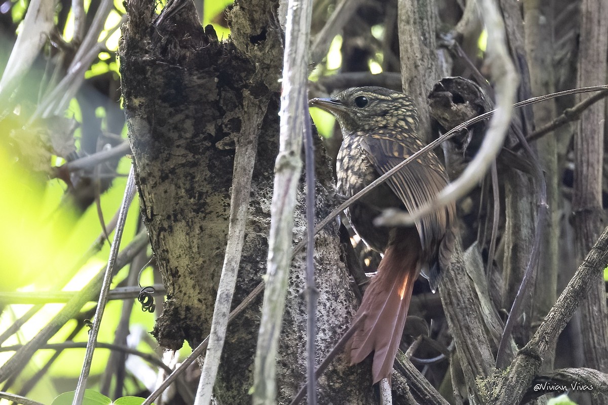 Rusty-winged Barbtail - ML577642861