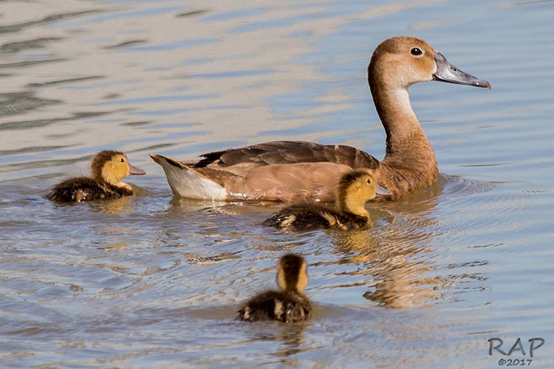 Rosy-billed Pochard - ML57764301