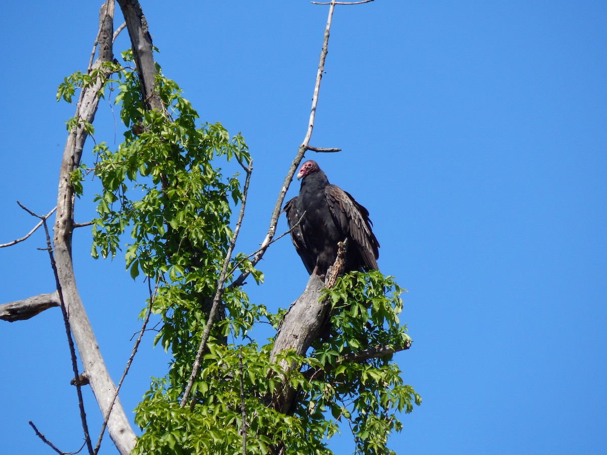 Turkey Vulture - ML577643241