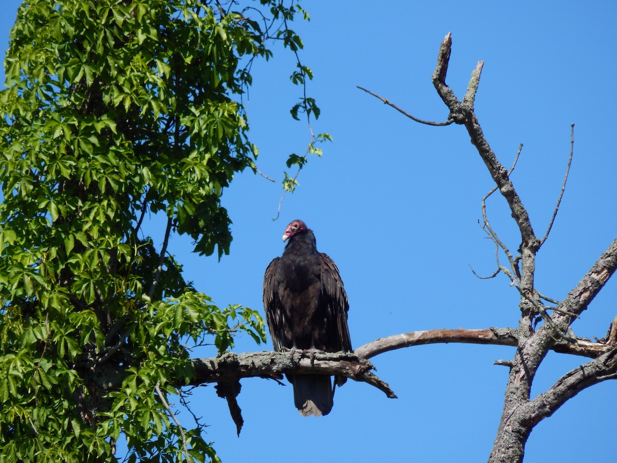 Turkey Vulture - ML577643291