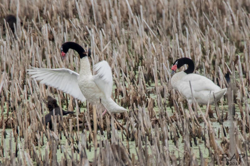 Black-necked Swan - ML57764501