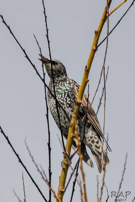 European Starling - ML57764691