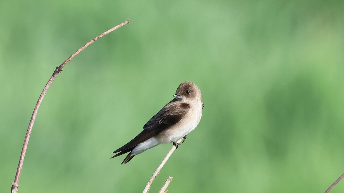 Northern Rough-winged Swallow - ML577647121