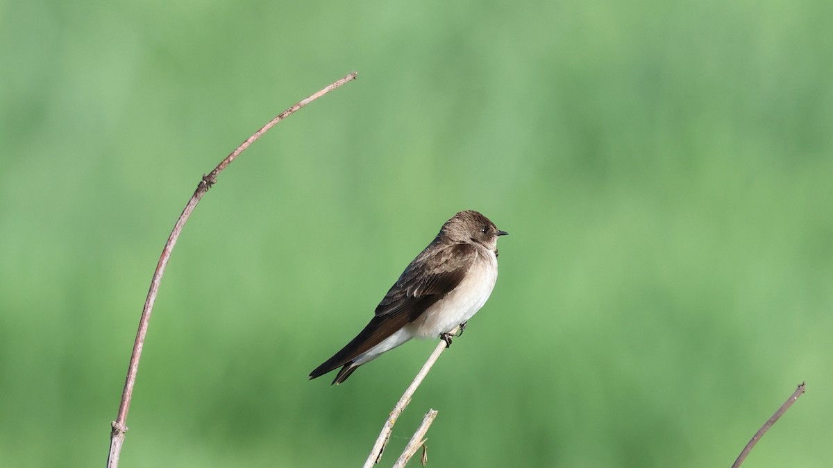 Northern Rough-winged Swallow - ML577647131