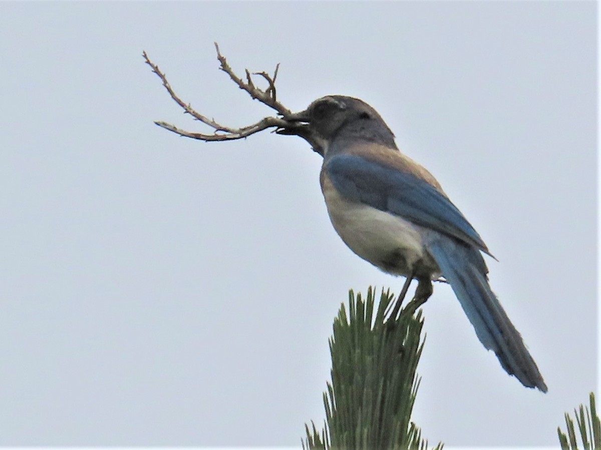 California Scrub-Jay - ML577647651