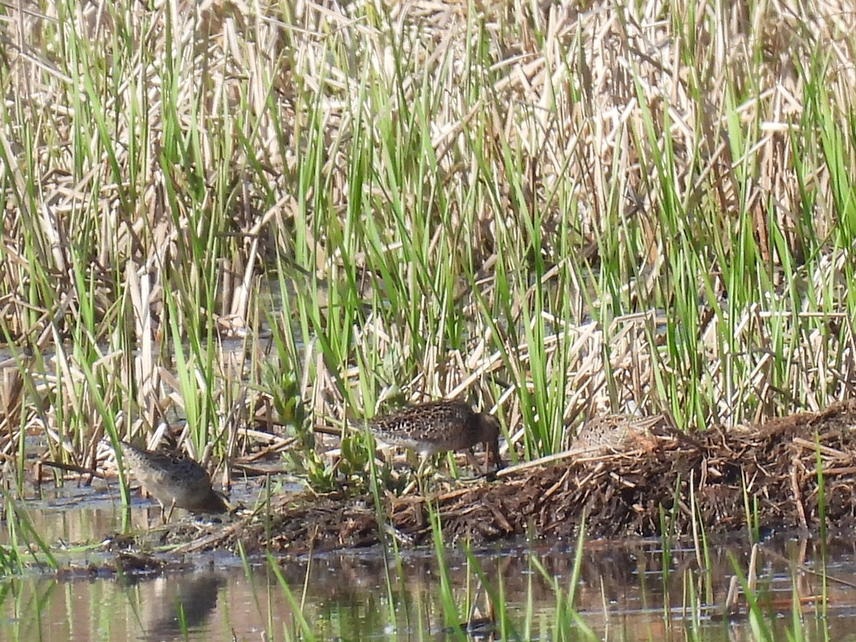 Short-billed Dowitcher - ML577648011