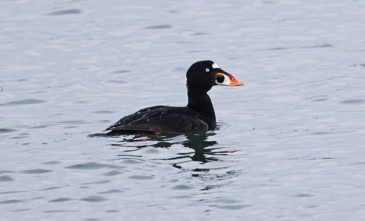 Surf Scoter - ML577648701