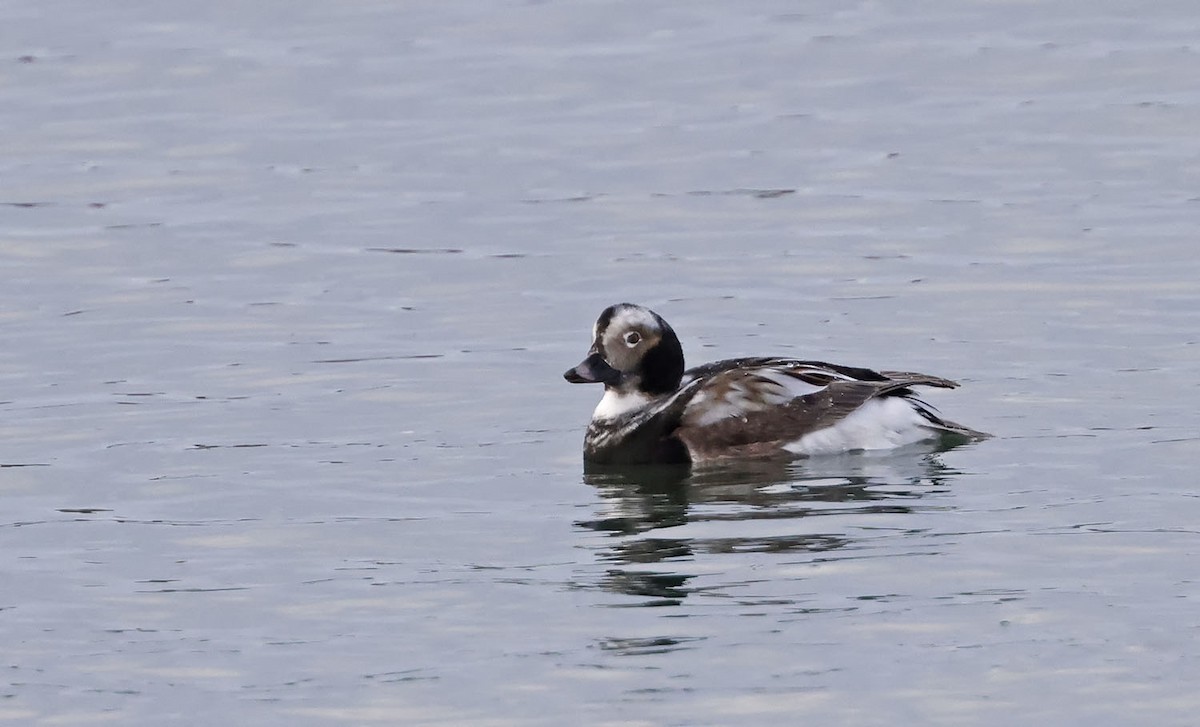 Long-tailed Duck - ML577649911