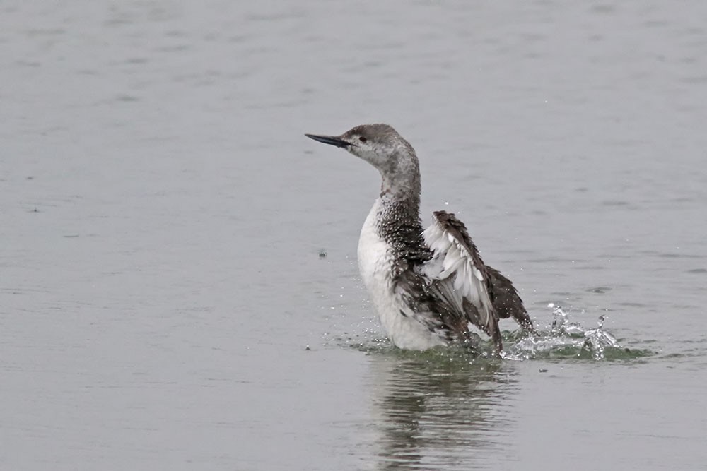 Red-throated Loon - ML577650671
