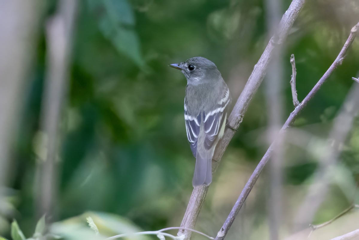 Least Flycatcher - ML577651201