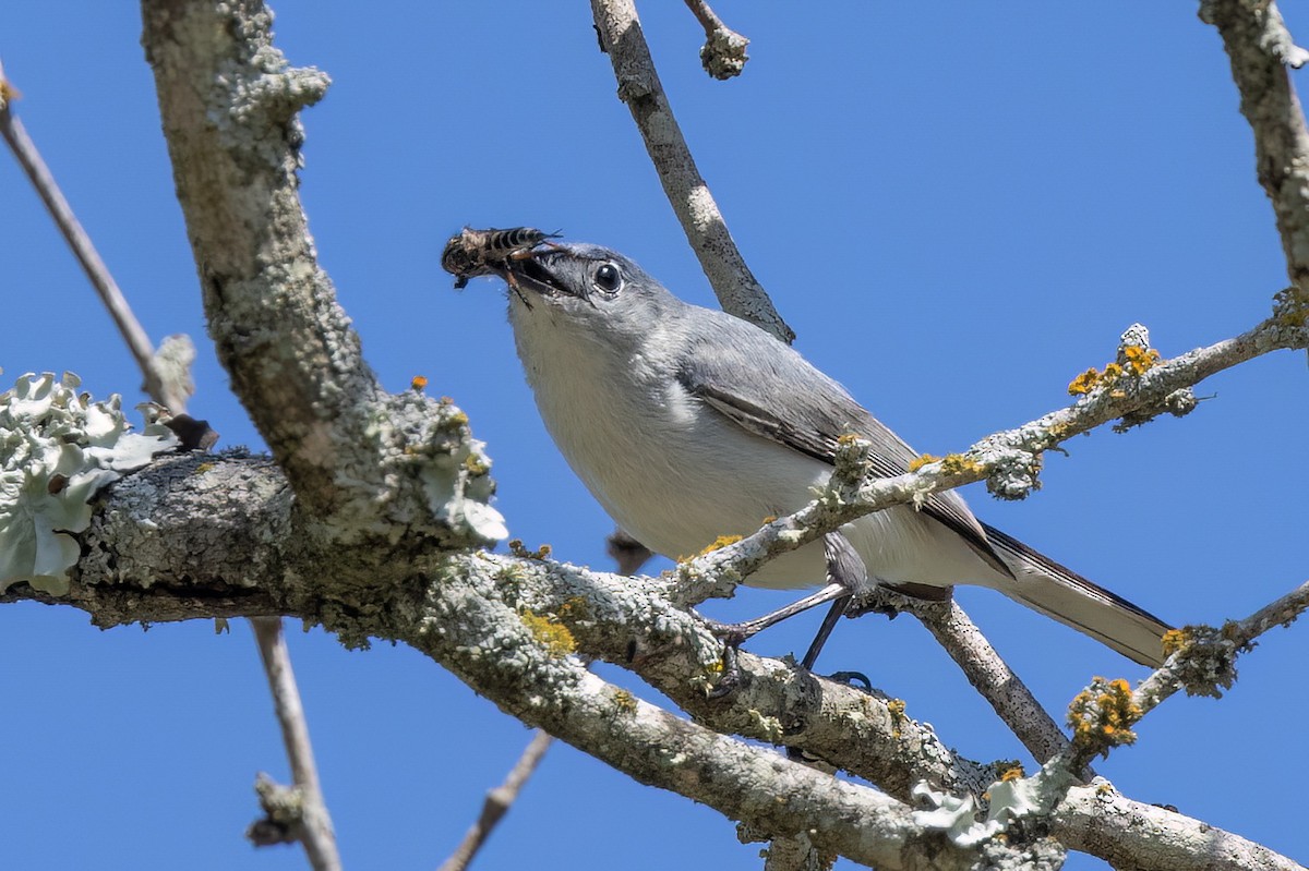 Blue-gray Gnatcatcher - ML577651421