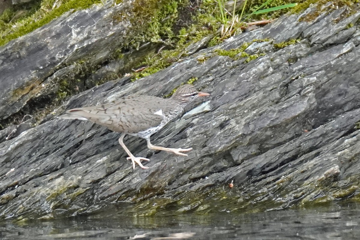 Spotted Sandpiper - Susan Iannucci