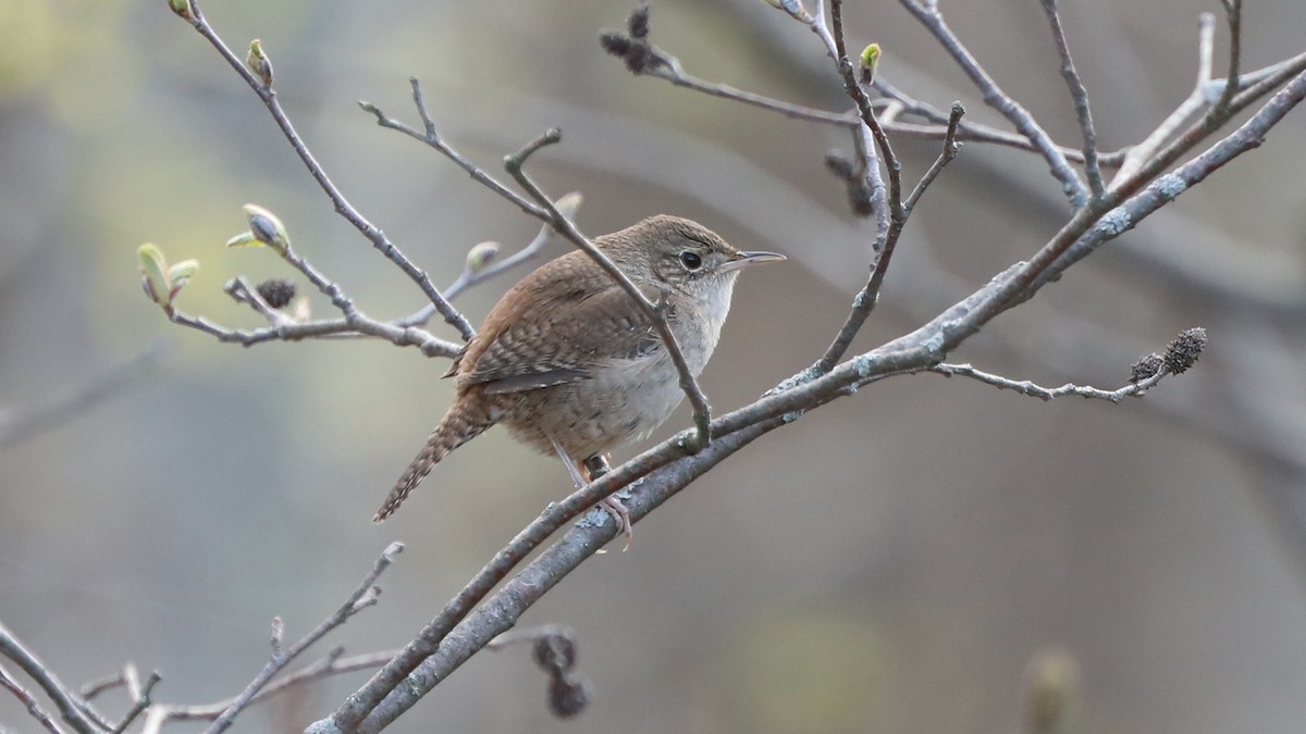 House Wren - ML57765511