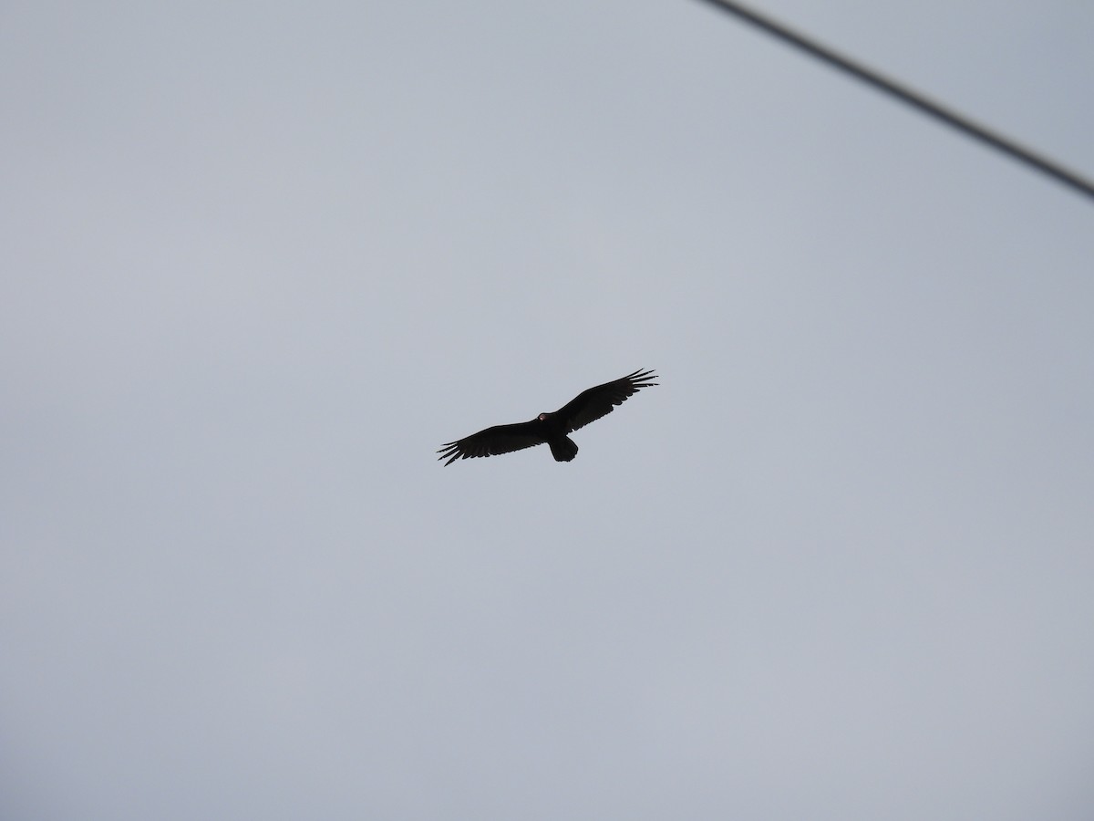 Turkey Vulture - ML577655111