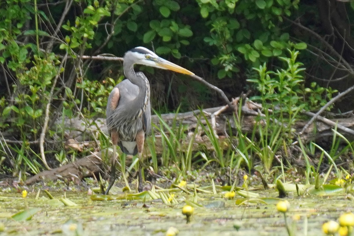 Great Blue Heron - ML577655141