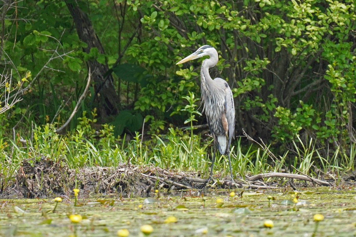 Great Blue Heron - ML577655151