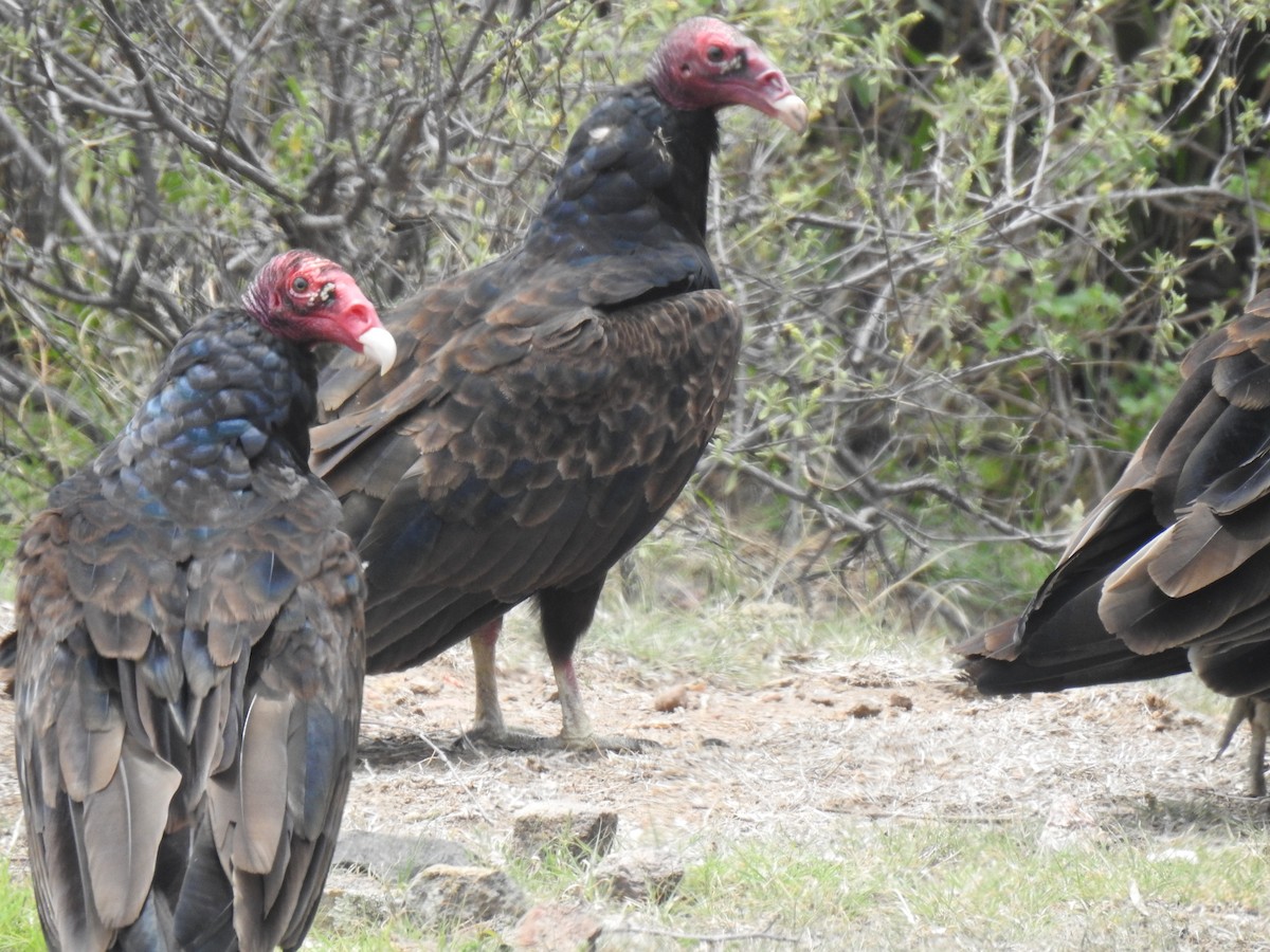 Turkey Vulture - ML577655341