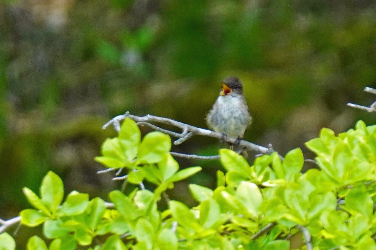 Eastern Phoebe - Susan Iannucci