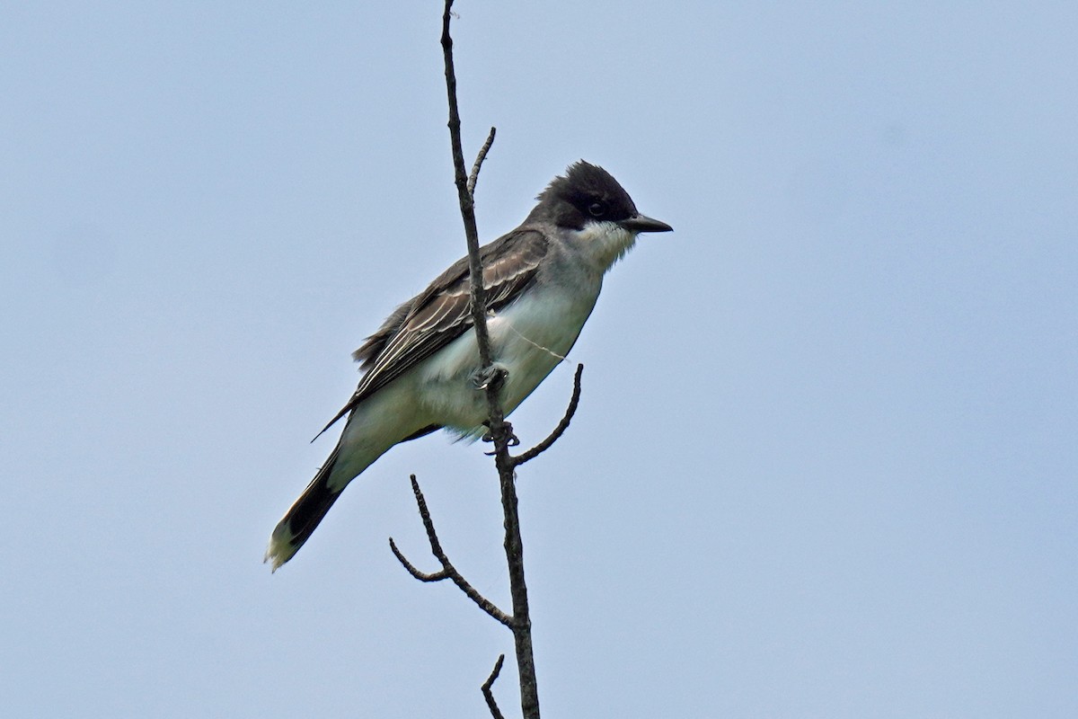 Eastern Kingbird - Susan Iannucci