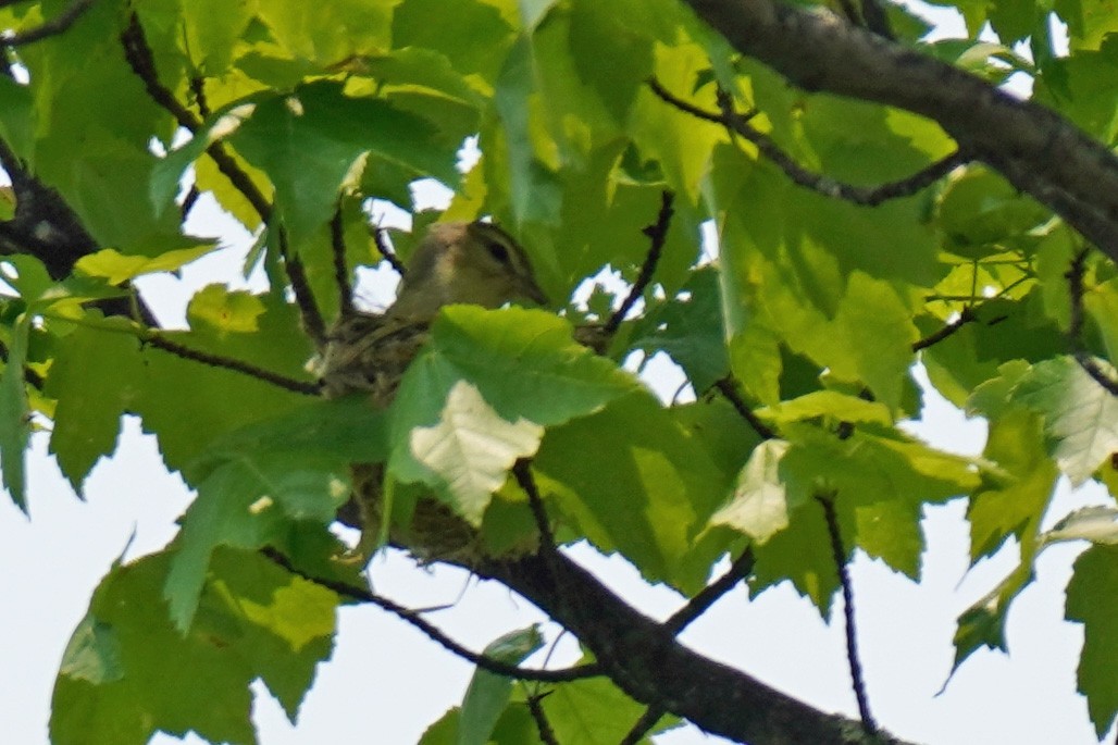 Ötücü Vireo - ML577657451