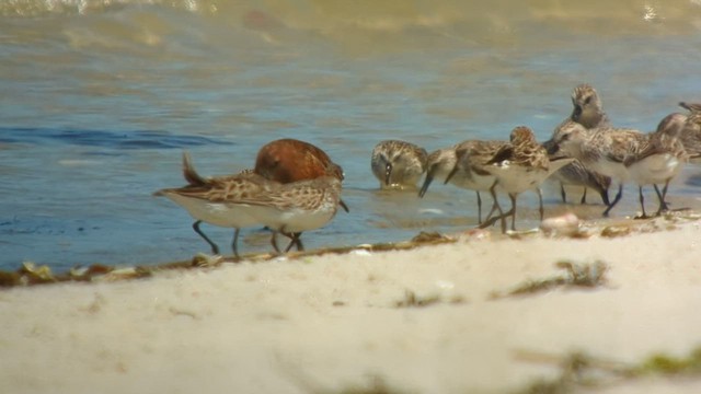 Curlew Sandpiper - ML577657461