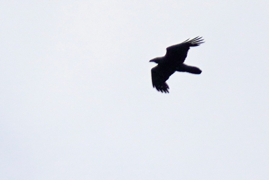 Common Raven - ML577657661