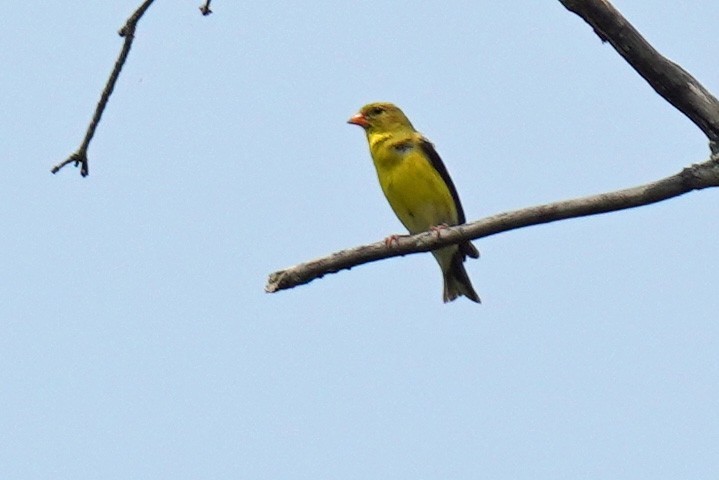 Chardonneret jaune - ML577658111