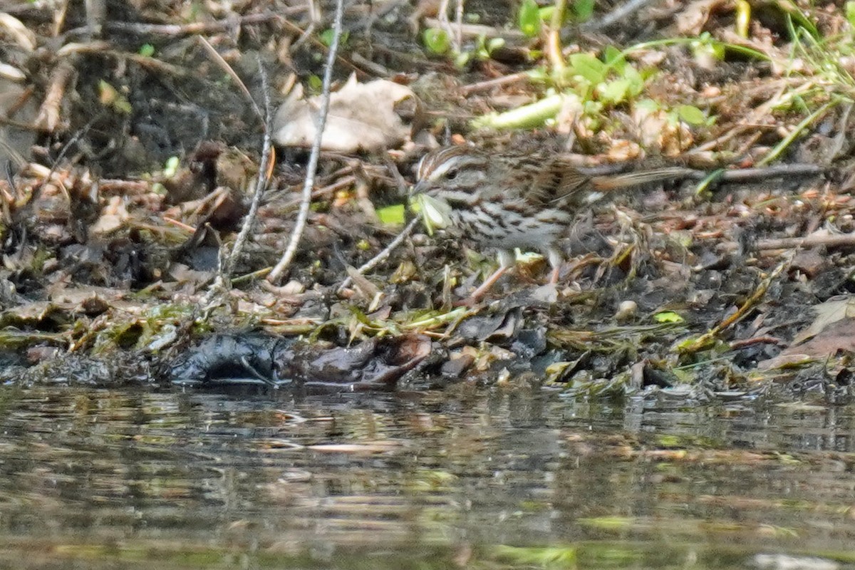 Song Sparrow - ML577658491