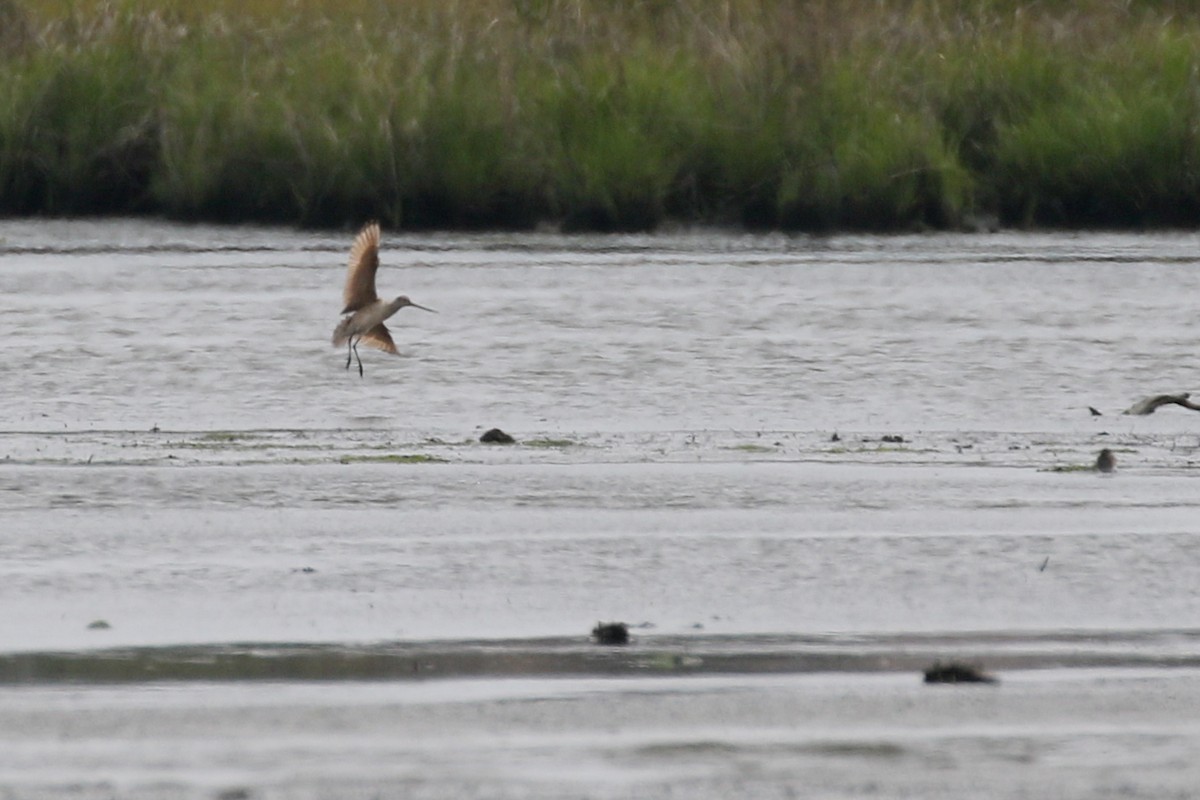 Marbled Godwit - ML577658511