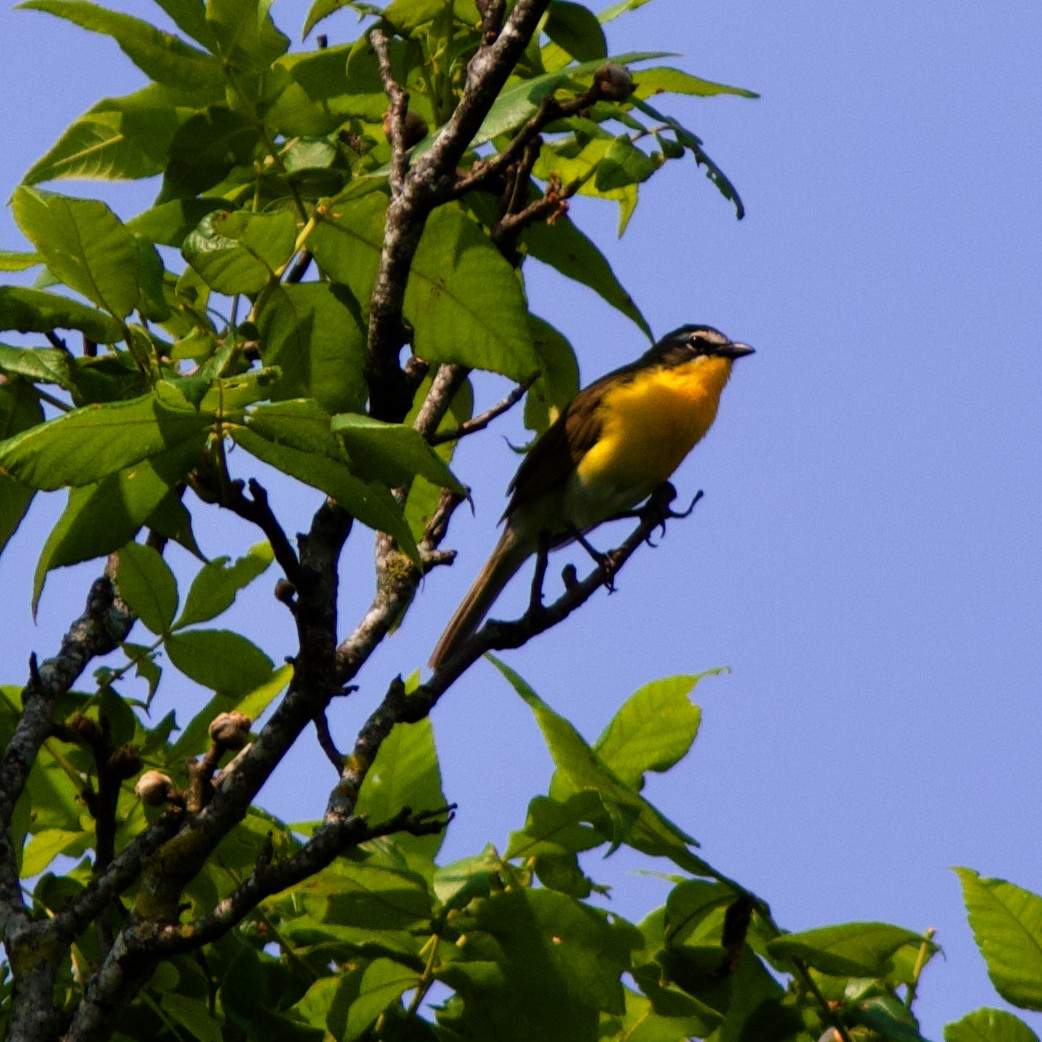 Yellow-breasted Chat - ML577658961