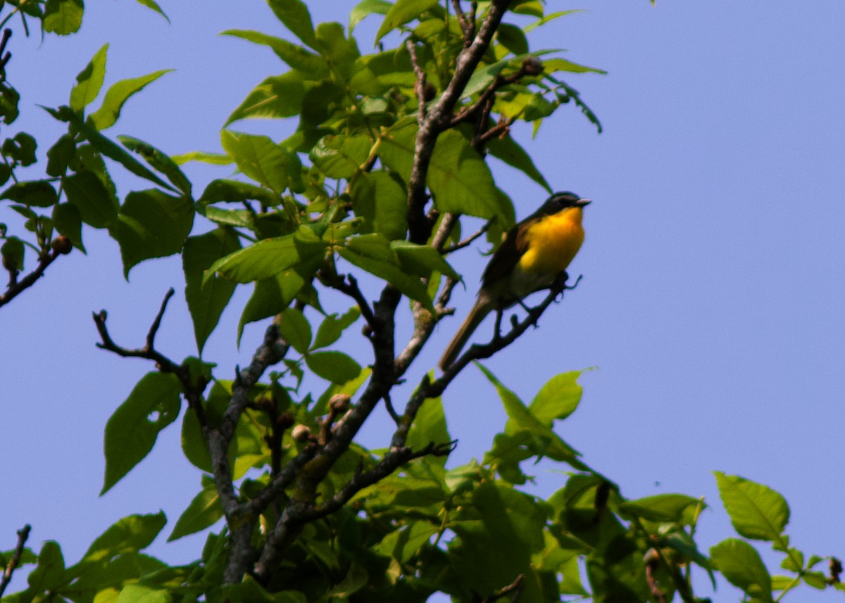 Yellow-breasted Chat - ML577658971