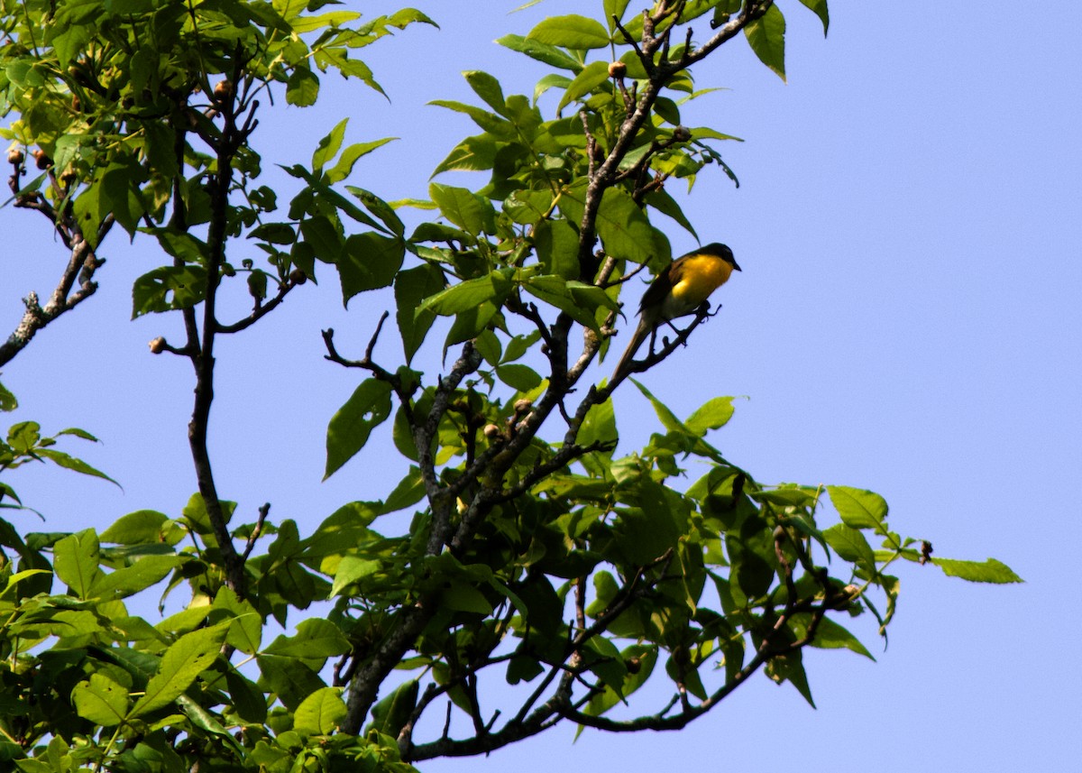 Yellow-breasted Chat - ML577659031